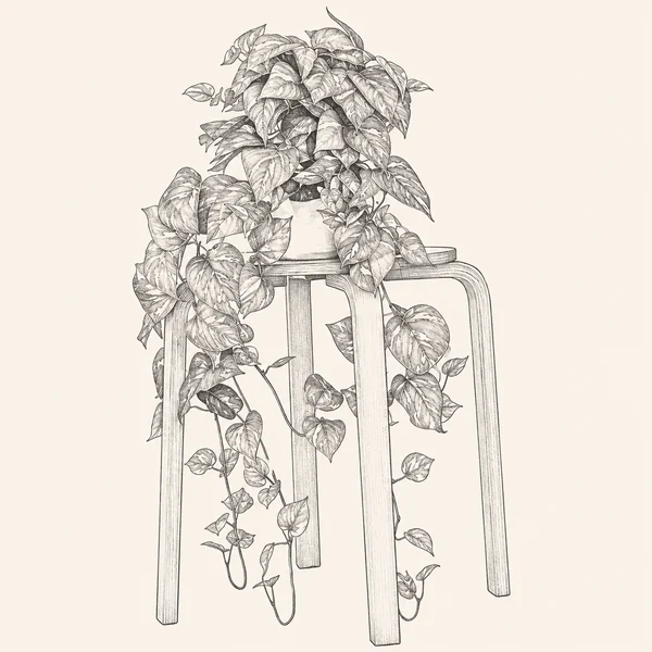 Illustrated sketch of a trailing pothos.